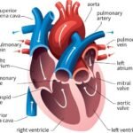Anatomy of the human heart, human heart, Diagram depicting the anatomy of the human heart